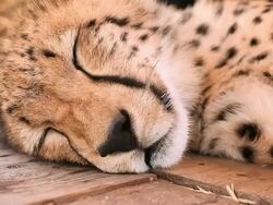 Sleeping cheetah Stock Footage