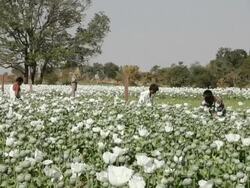 WS Men working in poppy plantation / Rajasthan, India Stock Footage