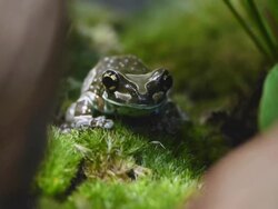 Frog Stock Footage