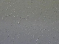 Mixed Bacteria from a stagnant pond, including Vibrio. Recorded with Nomarski Differential Interference Contrast illumination, horizontal field of view is 260 micrometres. Stock Footage