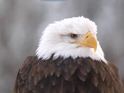 Bald eagle medium shot Stock Footage