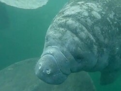 HD video wild manatees underwater Crystal River Florida Stock Footage