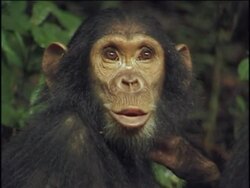 CU, Young chimpanzee (Pan troglodytes) vocalizing and climbing on adult, Gombe Stream National Park, Tanzania Stock Footage