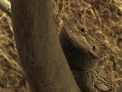 bearded dragon Stock Footage