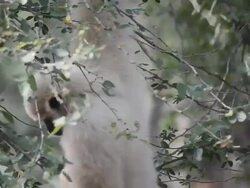 Gibbon Stock Footage
