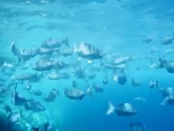 Enjoying the ocean's diversity Stock Footage