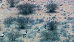 Gemsbuck (Oryx Gazelle)  - Aerial View - Northern Cape,  Pixley ka Seme District Municipality,  Siyancuma,  South Africa Stock Footage