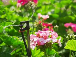 Sprinkler Flowers (Super Slow Motion) Stock Footage