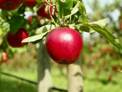 Picking apple Stock Footage