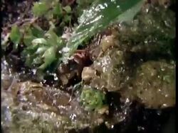 CU high speed rain, frog hops past Stock Footage