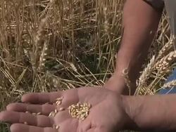 CU ZO TU PAN Farmer holding winter wheat in hand while kneeling in  field / Dansville, Michigan, United States Stock Footage