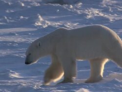 TS Polar bear walking along an icy surface / Churchill, Manitoba, Canada Stock Footage