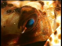 CU Flying Gunard Fish, eye, zooms out to Flying Gunard resting, Mabul, Borneo, Malaysia Stock Footage