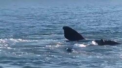 VOICED : Climate change threatens whales migratory routes News Clip