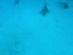 Grey reef sharks, Carcharhinus amblyrhynchos, seabed, Bahamas  Stock Footage