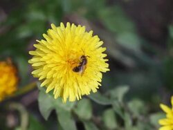 Bee on yellow dandelion collecting pollen for honey Stock Footage