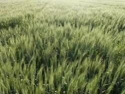 Wheat fields Stock Footage
