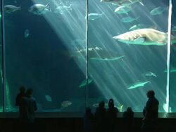 Aquarium shark tank, silhouette kids viewing, South Africa  Stock Footage