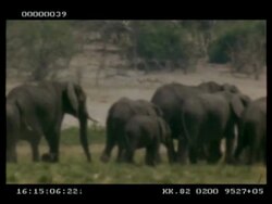 MS Large herd of African Elephant (Loxodonta africana) walking through grassland, left to right, Heat haze, Botswana Stock Footage