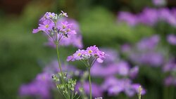 Purple flowers close up. Stock Footage