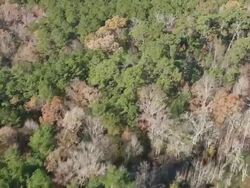 MS AERIAL Shot of forest / South Carolina, United States Stock Footage