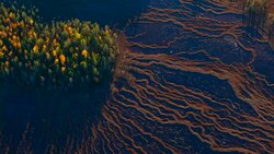 Aerial view of Taiga forest and marsh in autumn Stock Footage