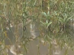 CU TU Shot of some grass and its reflection on grassland / Tibet, China Stock Footage