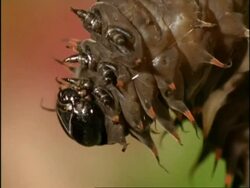 Cairns Birdwing Butterfly (Ornithoptera priamus) Lifecycle sequence part 3 - Caterpillar Stock Footage
