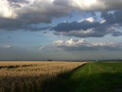 Summer meadow Stock Footage