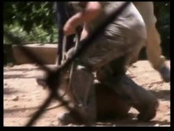 Endangered white tailed deer released into tropical forest News Clip