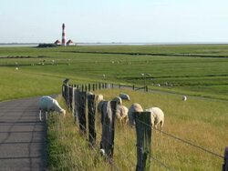 WS Shot of sheep's grassing on side of roadway near Westerhever lighthouse / Westerhever, Schleswig Holstein, Germany Stock Footage