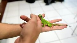 CLEAN : Three miniature Godzillas discovered in Ecuador Peru News Clip