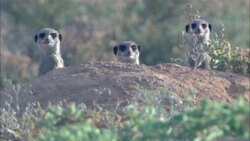 Three meerkats watch cautiously from behind a dirt mound. Stock Footage