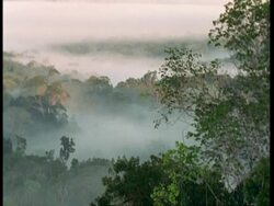 WA Rainforest canopy amongst mist, South America Stock Footage
