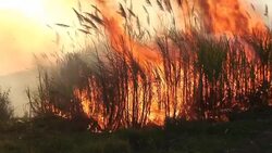 Sugar Cane Fire HD 1080i Stock Footage
