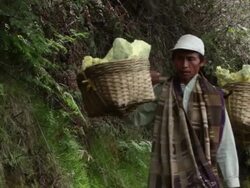 MS Miner carrying solid sulfur to the weighting cabin / Ijen, Java, Indonesia Stock Footage