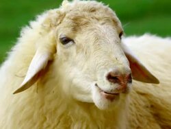 close up sheep face Stock Footage