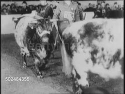 Animals Compete In International Livestock Competition News Clip