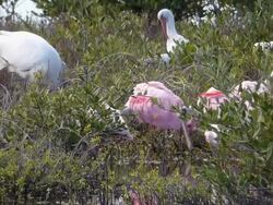 Two Large Pink Tropical Spoonbills Perched in the Green Mangroves Stock Footage