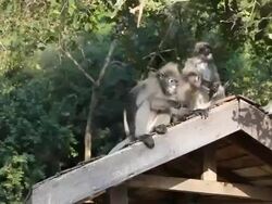 Girl feeding dusky leaf monkey family. Stock Footage