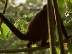 MS Howler monkey climbingon tree / Ostional Beach, Guanacaste, Costa Rica Stock Footage