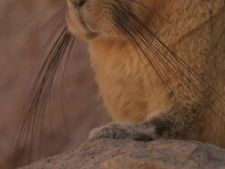 ECU TU Shot of Viscacha, Lagidium viscacia in high Andes mountains / San Pedro de Atacama, Norte Grande, Chile Stock Footage