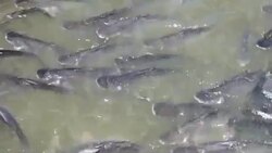HD - Fish in river Stock Footage