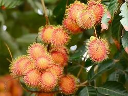 Rambutan Stock Footage