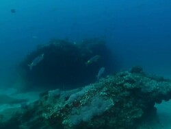 MS POV Shot of Rocky reef covering with coral and sponge with various fish swimming / Matola, Maputo, Mozambique Stock Footage
