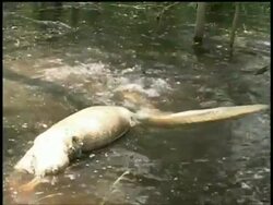 Alligator biting dead carcass in swamp then rolling underwater then chewing, high angle, Brazos Bend State Park, Texas, USA Stock Footage