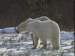 Polar bears (Ursus maritimus) part, one lies down, near Churchill, Manitoba, Canada Stock Footage