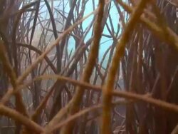 Seaweed Stock Footage