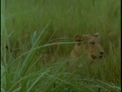 MS African Lion, Panthera leo, lioness sitting in long, green grass, looks to camera, Uganda, Africa Stock Footage