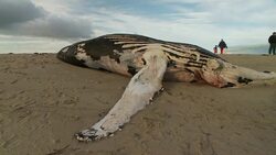 Bystanders look at a beached humpback whale. Stock Footage